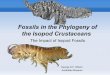 Isopod fossils in the phylogeny of the isopoda€¦ · Reconstruction in progress, Park & Wilson. Schweglerella strobli Polz, 1998 Solnhofen Plattenkalk, Bavaria, Jurassic (Lower