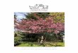 Cherry tree in blossom, Spring arrives in Victoria. Photo ... · Newsletter spriNg/sUMMer 2020 Cherry tree in blossom, Spring arrives in Victoria. Photo: Glenda Balkan-Champagne