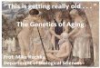 The Genetics of Aging - Lehigh Universityinbios21/PDF/Fall2013/Kuchka_10042013.pdf · SOME INTRODUCTORY POINTS • Natural selection does not select for genes that cause aging or