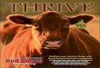 2020 WV Beef Expo - Cedar Hill Red Angus · WHITESTONE SUPER VISION A032 FBF FOY 134 dmppa: 92 LADIES FOY 005 HerdBuilder: 147 / 83% GridMaster: 44 / 96 % CED BW WW ADG YW MLK HPG
