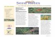 IN THIS ISSUE D Chorizema, Daviesia, Gastrolobium and ... · important function in both conservation and farming history. Plants contain a toxic substance that is poisonous to stock