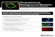 Fluorescence Background Blockers - Biotium · of background is the effect of fluorescent dyes themselves on the specificity of labeled antibodies. Next-generation fluorescent dyes