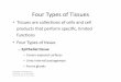 Four Types of Tissues - BioRocks-2ttbiorocks-2.weebly.com/.../4/...types_of_tissues__epithelial_tissues.pdf · Four Types of Tissues • Four Types of Tissue (cont’d) – Connecve