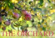 THE ORCHARD - Murston Construction Ltd · Murston are pleased to offer this opportunity to purchase a craftsman built house on The Orchard of just twelve houses with a variety of