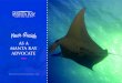 AS A MANTA RAY ADVOCATE · MANTA RAYS Close to 300 different manta rays have been identified along the Kona Coast. The manta rays were given names like: Big Bertha, Wing Ray, Lee