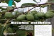 Exotic edibles - cdn.ymaws.com€¦ · some are left hungering for different, healthier selections. Ann Detweiler of Fry Road Nursery and Jim Gilbert of Northwoods Nursery/ One Green
