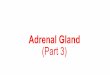 Adrenal Gland (Part 3) · Adrenal Cortex The adrenal cortex three distinct layers: 1. The zona glomerulosa, secreting significant amounts of aldosterone 2. The zona fasciculata secretes