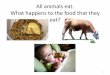 All animals eat. What happens to the food that they eat? · 7/28/2014  · All animals eat. What happens to the food that they eat? 1 . Animals use food in two ways 2 Food Digestion