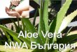 Христор - NWA Bulgarianwamember.weebly.com/uploads/6/0/0/4/6004436/nwa_blue_nature_… · Христор Колумб е казал: „Четири растения са незаменими