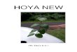 HOYA NEW · not ovate, and 5. corolla 1,10 cm and a shorter pollinia 0.50 mm vs. 0.68 mm. In addition the translators are more that 3 times shorter than the pollinia as opposed to