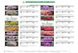 New varieties 2017-2018 - RHODODENDRON, AZALEA, KALMIA ...vitroplant.be/new2017-18.pdf · New varieties 2017-2018 Williamsianum hybrid Rhododendrons August Lamken-21°C 1,2 m ('Dr