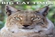 Jamie Veronica - Big Cat Rescue · servals and other species of exotic cats, most of whom have been abandoned, abused, orphaned, saved from the fur trade, or retired from performing