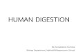 HUMAN DIGESTION - MWIT · digestive+system.jpg