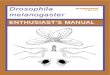 Enthusiast's Manual- finalheatherbarnett.co.uk/images/projectimages/enthusiasts_manual_1.pdf · 2 Drosophila Melanogaster Enthusiasts Manual Introduction to Drosophila melanogaster