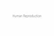 Human Reproduction - MS MASLANKA'S CLASSES · 2019-04-24 · Human Reproduction •In females at puberty, the _____ begin to produce egg cells, and the uterus becomes capable of carrying