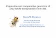 Drosophila transposable elements.bergmanlab.genetics.uga.edu/wp-content/uploads/2010/02/... · 2010-02-21 · non-LTR (~15%) or LTR (10%) retrotransposons Population genomics of TEs