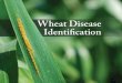 MF2994 Wheat Disease Identification...Diseases affecting heads and grain 1 Black chaff Black chaff causes dark-brown or black lesions on the glumes of infected wheat heads. The stem