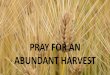PRAY FOR AN ABUNDANT HARVESThealing every kind of disease and every kind of sickness. And seeing the multitudes, He felt compassion for them, because they were distressed and downcast