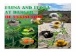 FAUNA AND FLORA AT DANGER OF EXTINCTIONbespokecolombia.com/wp-content/uploads/2019/09/FLORA-Y-FAUN… · Many animals are in danger of extinction: 89 species of mammals, 133 of birds,