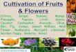 Cultivation of Fruits & Flowers (Citrus, Grape, Banana, Mango, … · 2017-04-26 · fruits of temperate regions, many tropical species have been much neglected in international markets