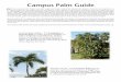 Campus Palm Guide - Parking & Transportation · edible but a poor substitute for the true Date (Phoenix dactylifera). Phoenix dactylifera – The Date Palm is one of mankind’s oldest