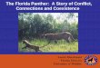The Florida Panther: A Story of Conflict, Connections and ... · PDF file Florida’s panther story Figure prepared by the Florida Fish & Wildlife Conservation Commission Abundant