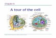 ch 6 lecture (cell) (09-10).pptnleaders.org/Download/1st_year/biology/powerpoint_presentations/C… · Copyright © 2005 Pearson Education, Inc. publishing as Benjamin Cummings Light