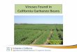 Viruses Found in California Garbanzo Beanscetulare.ucanr.edu/files/185913.pdf · 1989 Bosque-Perez & Buddenhagen “First report of lettuce mosaic virus on chickpea” ` Compendium