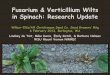 Fusarium & Verticillium Wilts in Spinach: Research Update€¦ · 06/02/2013  · Baby leaf spinach & head lettuce, RCBD, 5 reps 1. Main plots: Fumigated vs. non-fumigated 2. Spinach