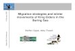 Migration strategies and winter movements of King Eiders ...projects.iab.uaf.edu/kingeider/ABC2006.pdf · King Eider seasons Spring migration (April – June) 0 1000 2000 3000 4000