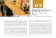 2016 - Pesquisa e Difusão de Tecnologias Agropecuárias · 40 Tecnologia e Produção: Milho Safrinha Quadro 2. Produtividade de híbridos de milho Bt precoce (sc ha-1), em Amambai/MS
