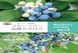 ブルーベリー Blueberry Catalog 品種カタログ...サザンハイブッシュ系ブルーベリー 1 ※収穫時期は滋賀県大津市の弊社研究農園のデータとなります。地域や気候によりことなりますことご了承ください。