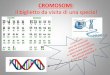 CROMOSOMI · I cromosomi si trovano in tutte le cellule del corpo (sempre gli stessi) in numero costante. Tale numero è fisso per ogni specie. Le cellule di Homo sapiens contengono