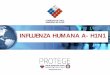 INFLUENZA HUMANA A- H1N1 · INFLUENZA HUMANA ¿QUÉ ES? • Enfermedad respiratoria de los cerdos causada por el virus de la influenza tipo A. • Los virus de la influenza porcina