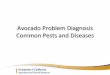 Citrus and Avocado Pests and Dieseases · Common Pests and Diseases Gary S. Bender Farm Advisor U. C. Cooperative Extension. Text from the UC California Master Gardener Handbook Pub