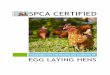 SPCA CERTIFIED · 3 | SPCA Certified Standard for the Raising and Handling of Egg Laying Hens 1.0 INTRODUCTION The SPCA Certified program is an independent, third party animal welfare