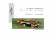 1580-08 ABC-Taxa4 v · Foto de portada:Eleutherodactylus limbatus, una de las ranas más pequeñas de Cuba (Foto: Chris Lukhaup). Ilustraciones de la presentación: Nils Navarro