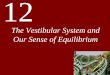 The Vestibular System and Our Sense of Equilibrium 12...sense head motion and head orientation with respect to gravity. •Also called the “vestibular labyrinth” or the “vestibular