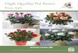 High Quality Pot Roses - Rosa.dk · 10.5 cm pot size Packaging 10.5 cm pots per CC: 42x11 / 28x15 / 35x12 Packed in paper bags made with recycled paper: 42x9 Infinity® roses •