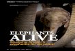 ELEPHANTS ALIVEelephantsalive.org/.../2018/05/Elephant-project-SP.pdf · third of its savannah elephant population during the past seven years. There has been a 65% decline in forest