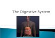 The Digestive System - Class WebpageThe digestive tract and the accessory organs of digestion make up the digestive system ! The DIGESTIVE TRACT is a hollow tube extending from the