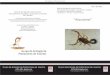 Serie de divulgación sobre insectos Cuadernillo nº 7 - Año ... · Para prevenir la presencia de los alacranes en el ámbito domiciliario y peri-domiciliario ,es recomendable adoptar