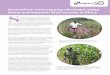 Desmodium intercropping eliminates striga threat and improves … · 2020-01-27 · Insect Physiology and Ecology (icipe) in Kenya, in collaboration with colleagues at Rothamsted