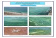 Department of Health and Environment Bureau of ... · Department of Health and Environment Bureau of Environmental Field Services. Algae Examples. Cheney Lake Microcystis & Anabaena