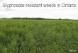 Glyphosate-resistant weeds in Ontario · 1. Number of species a. 41 species in the world b. 17 species in the USA c. 6 species in Canada d. 4 species in Ontario i. Giant ragweed (2008)