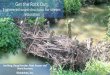 Engineered wood structures for stream restoration · •800-lf gabion basket removal and restoration •Intermittent presence of beaver, but stream flashiness presents an obstacle