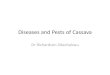 Diseases and Pests of Cassava.ppt - CAVA IIcava2.org/presentations/Diseases and Pests of Cassava.pdf · Cassava green mite • Populations of Mononychellus tanajoa develop on the