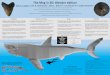 The Meg in 3D: Blender edition · RESEARCH POSTER PRESENTATION DESIGN © 2019  1Department of Biosciences, Swansea University, Swansea SA28PP, UK 2Department of Comparative 