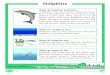 Dolphins - Amazon Web Services · PDF file Dolphins Where do dolphins live? Dolphins live in seas and rivers. They live together in groups called ‘pods’. What do dolphins look