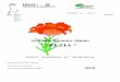 Giardino Botanico Alpino “ REZIAlombardia.stelviopark.it/wp-content/uploads/2020/01/...Giardino Botanico Alpino “REZIA” fornisce gratuitamente semi e spore ad Istituzioni, Orti